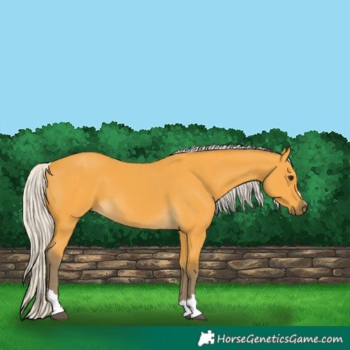 Horse Color:Silver Buckskin