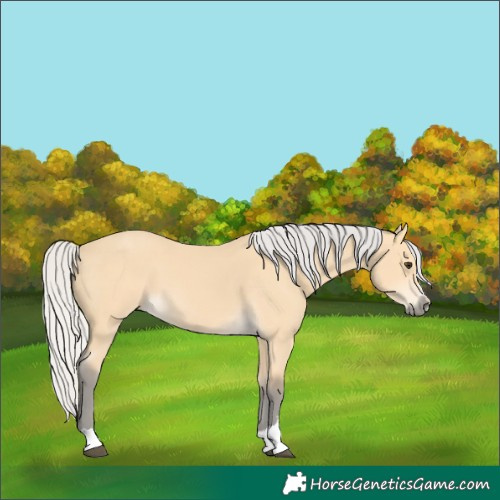 Horse Color:Silver Buckskin