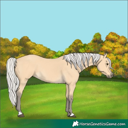Horse Color:Silver Buckskin