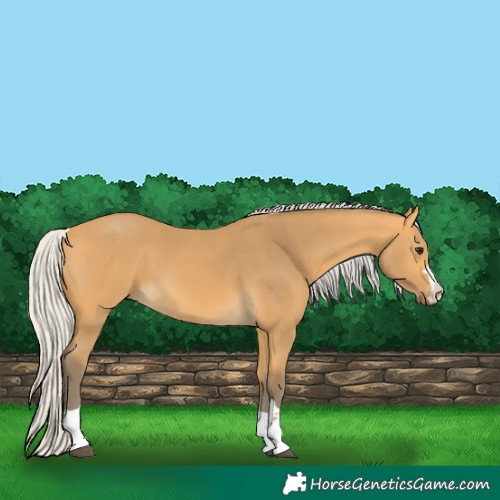 Horse Color:Silver Buckskin