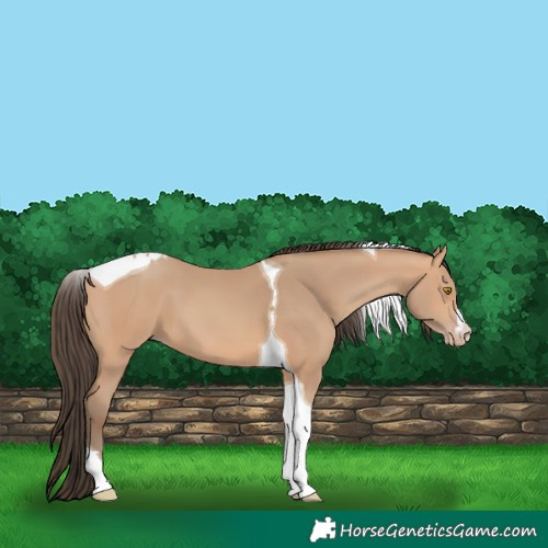Horse Color:Amber Champagne Tobiano 