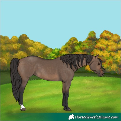 Horse Color:Brown Dun 