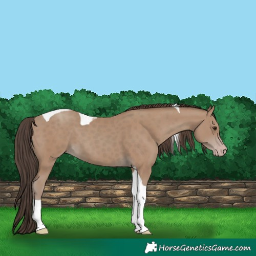 Horse Color:Classic Champagne Tobiano