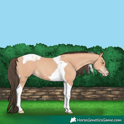 Horse Color:Amber Champagne Tobiano 