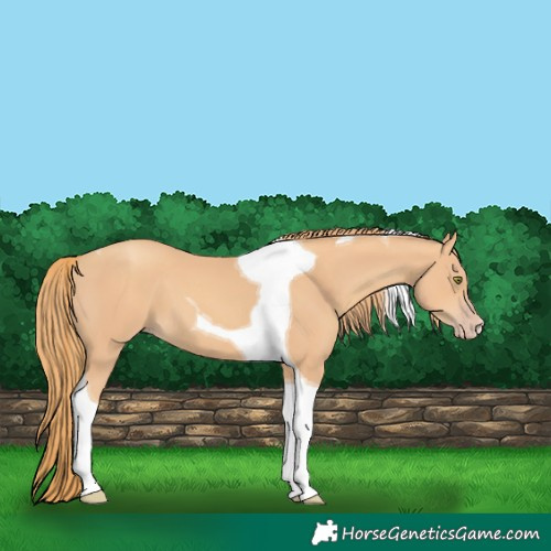 Horse Color:Gold Champagne Tobiano