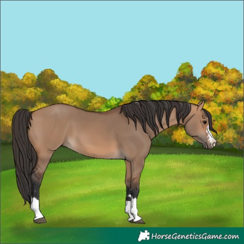 Horse Color:Bay Dun
