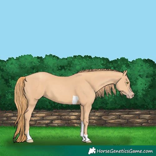 Horse Color:Gold Champagne Tobiano 