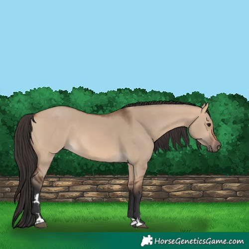 Horse Color:Bay Dun