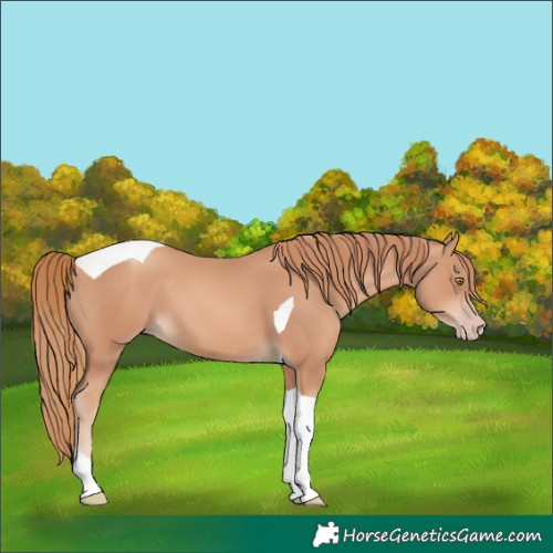 Horse Color:Gold Champagne Tobiano
