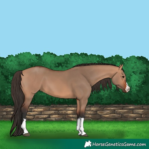 Horse Color:Bay Dun 