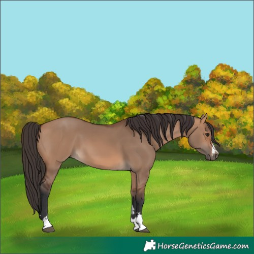 Horse Color:Bay Dun 