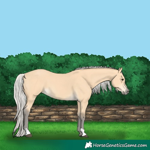 Horse Color:Silver Buckskin