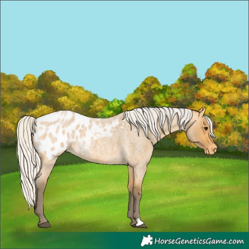 Horse Color:Silver Buckskin Roan Appaloosa