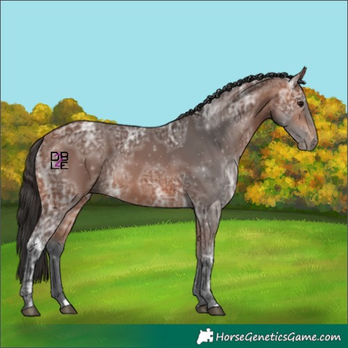 Horse Color:Bay Ice
