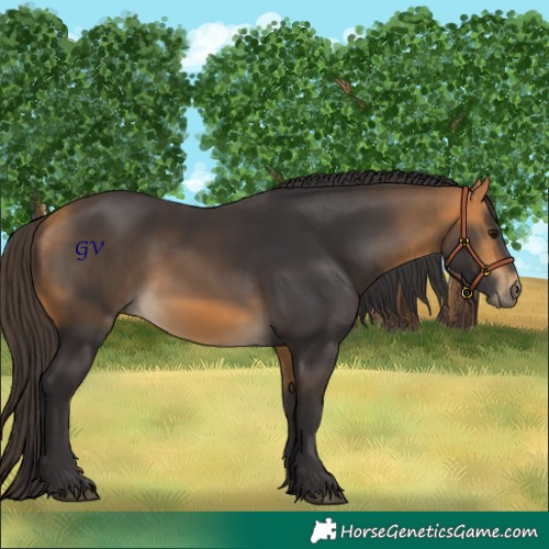 Horse Color:Buckskin