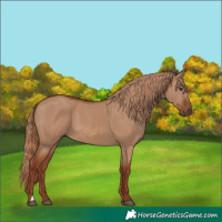 Horse Color:Red Dun