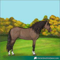 Horse Color:Liver Red Dun