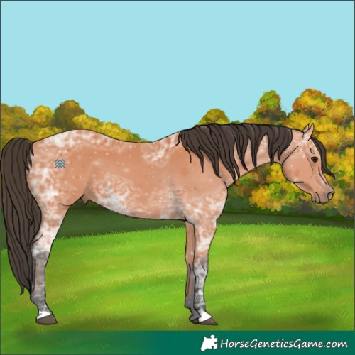 Horse Color:Bay Ice