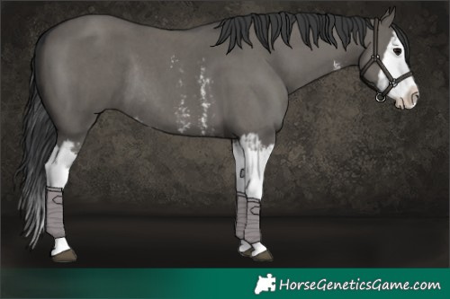 Horse Color:Grullo Sabino Splash and Grullo Sabino Splash Rabicano