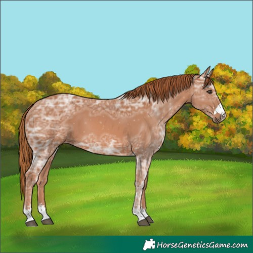 Horse Color:Chestnut Ice