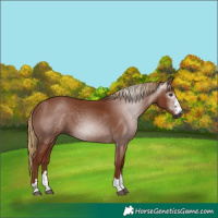 Horse Color:Gray Chestnut