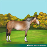 Horse Color:Gray Buckskin