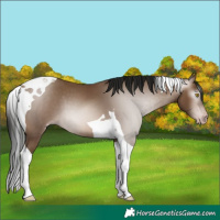 Horse Color:Gray Amber Champagne Tobiano 
