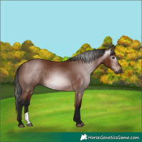 Horse Color:Gray Bay
