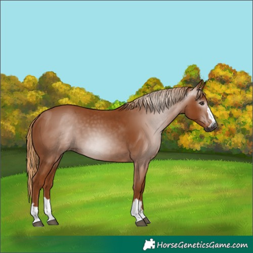 Horse Color:Gray Chestnut 
