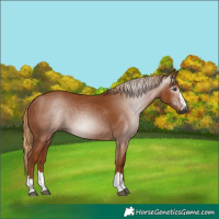 Horse Color:Gray Chestnut