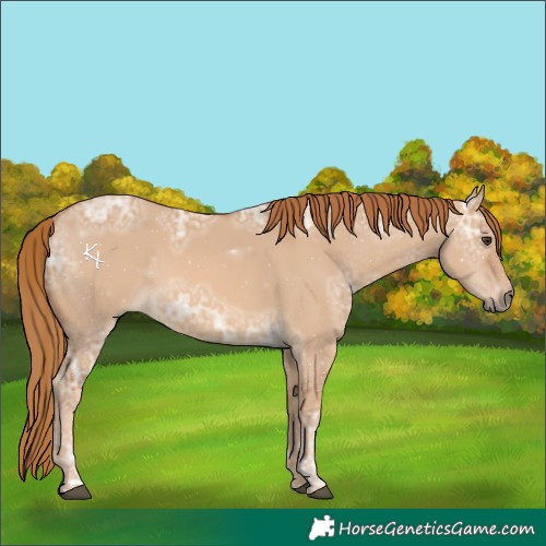 Horse Color:Red Dun Ice