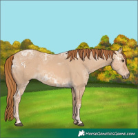 Horse Color:Red Dun Ice