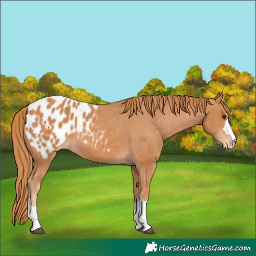 Horse Color:Chestnut Blanket