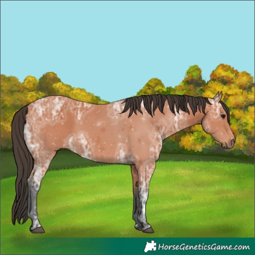 Horse Color:Bay Ice 