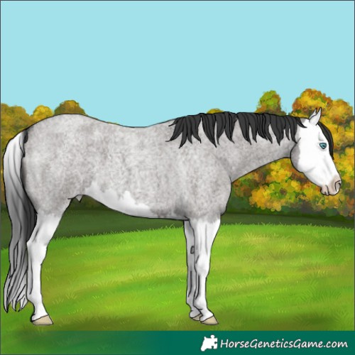 Horse Color:Grullo Roan Splash 