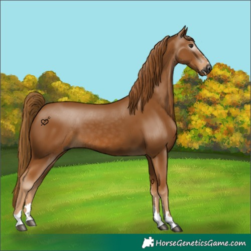 Horse Color:Gray Chestnut 