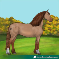 Horse Color:Red Dun 