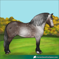 Horse Color:Gray Bay 