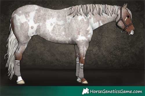 Horse Color:White Spotted Silver Blue Roan Rabicano