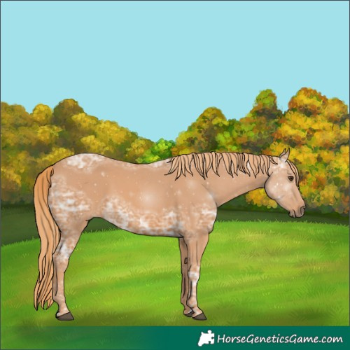 Horse Color:Unknown 