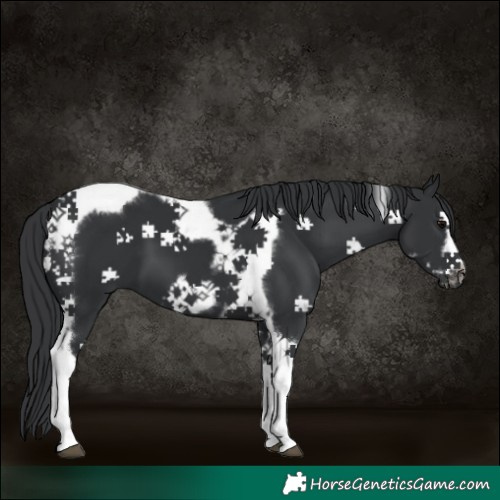 Horse Color:Black Tobiano Frame