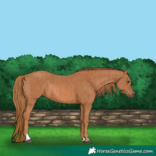 Horse Color:Chestnut  and Chestnut Rabicano 
