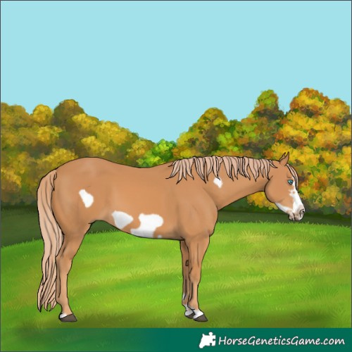 Horse Color:Chestnut Frame