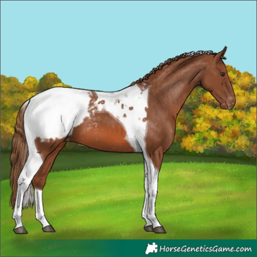Horse Color:Chestnut Tobiano Appaloosa 