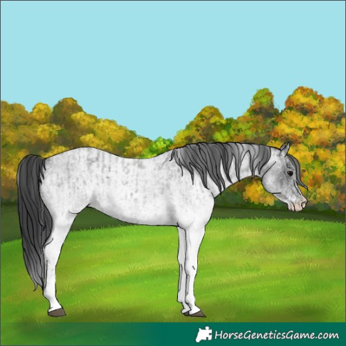 Horse Color:White Spotted Blue Roan Rabicano and White Spotted Blue Roan Rabicano