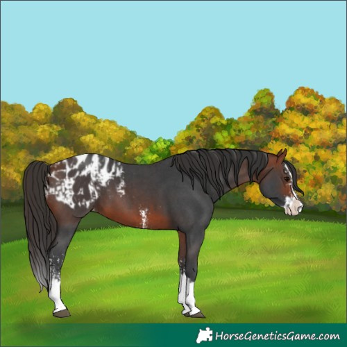 Horse Color:Bay Sabino Splash Appaloosa  and Bay Sabino Splash Appaloosa 