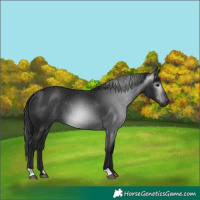 Horse Color:Gray Black 