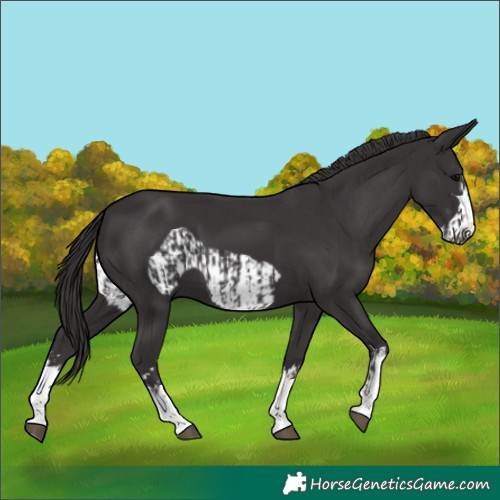 Horse Color:Smoky Black and Smoky Black Frame