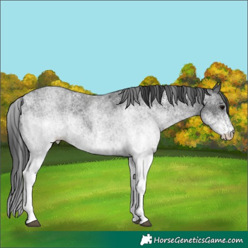Horse Color:White Spotted Blue Roan 