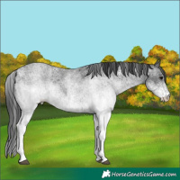 Horse Color:White Spotted Blue Roan